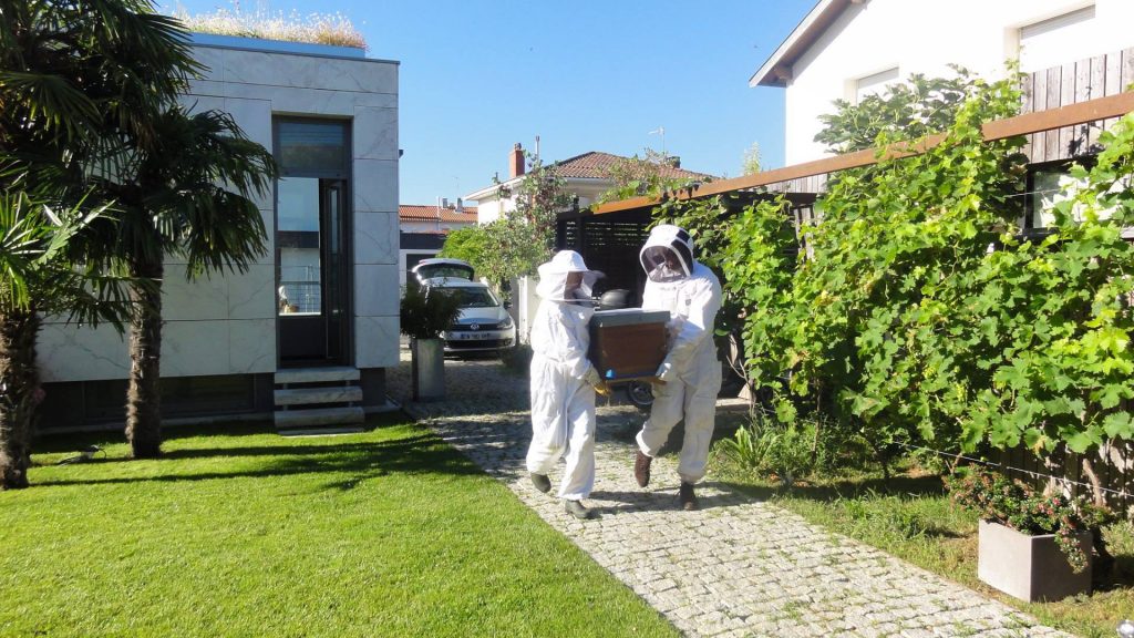 Les abeilles de Biocenys arrivent chez Seuil architecture